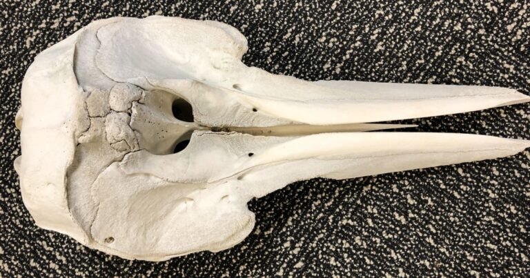 Dolphin skull found in luggage at Detroit airport